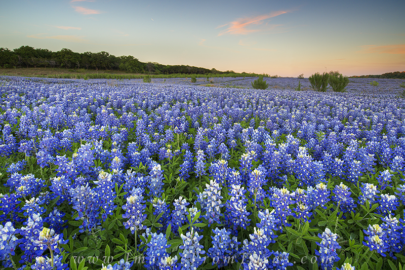With the crescent moon leading the day, bluebonnets awaken to a calm and beautiful morning glow on the edge of the Texas Hill...
