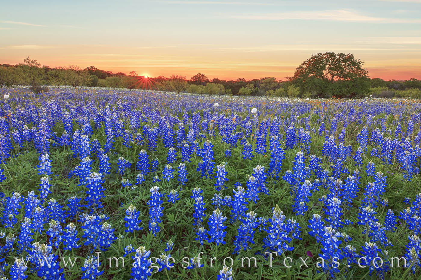 It is not often you can find solitude in today’s world. But on this evening surrounding by bluebonnets and the sounds of distant...
