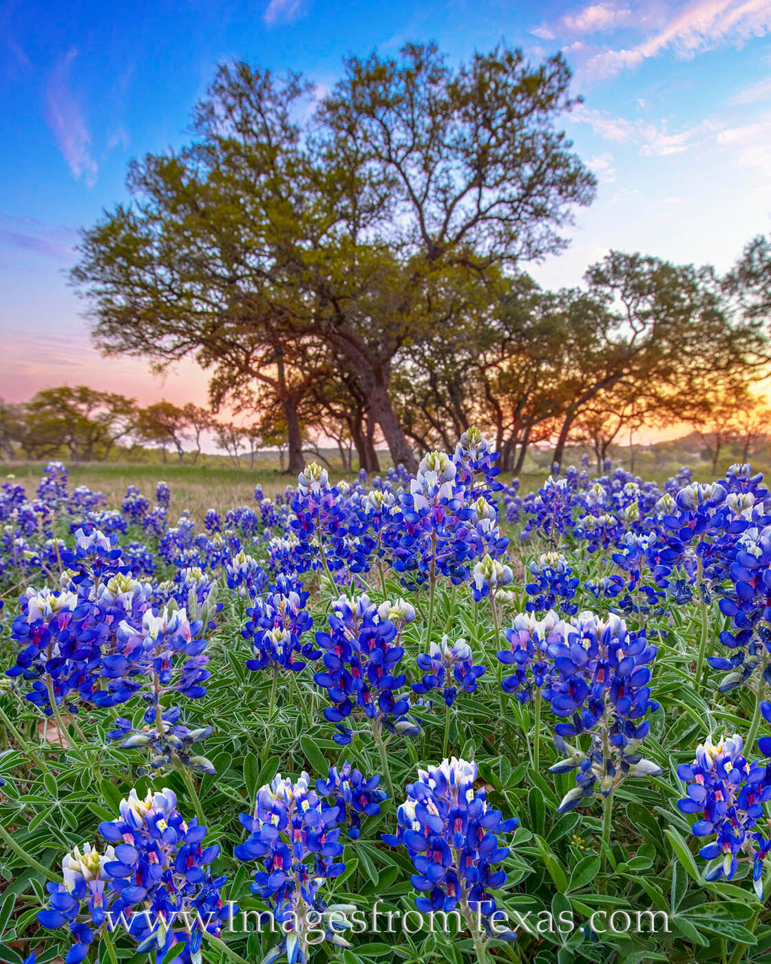 Bluebonnets in Lakeway, Texas, bloom on a cool spring morning.