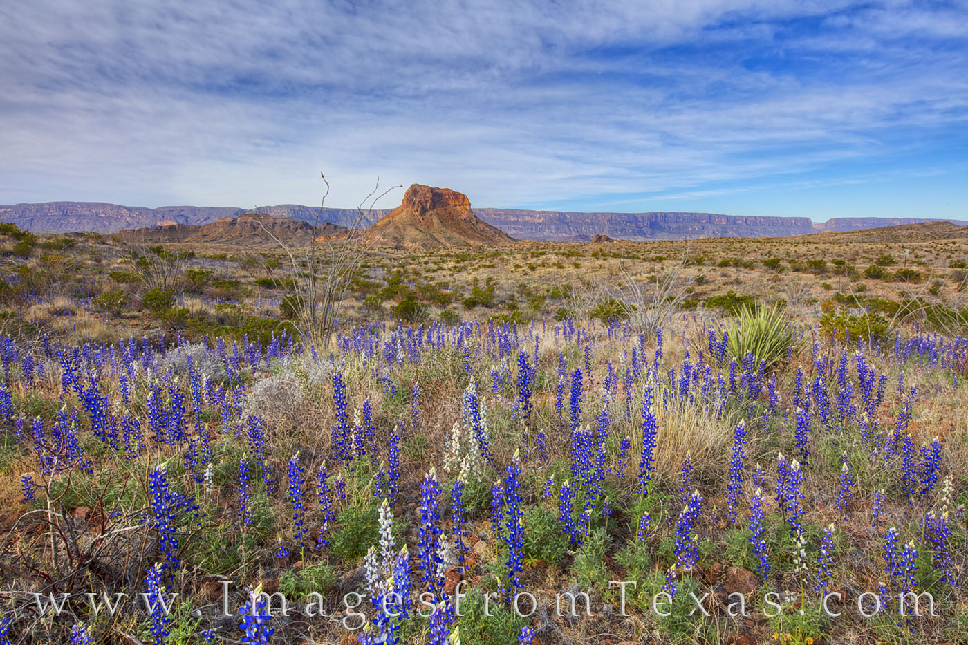 In the Chihuahuan Desert of Big Bend National Park, every few years the bluebonnets put on a good show. In Februay of 2019, perhaps...