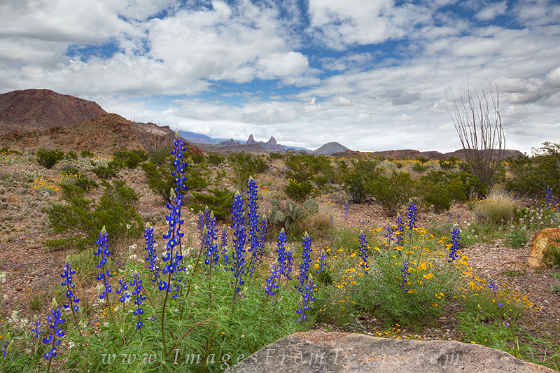 With the Mule Ears in the distance, bluebonnets and other wildflowers enjoy a March afternoon in Big Bend National Park. This...