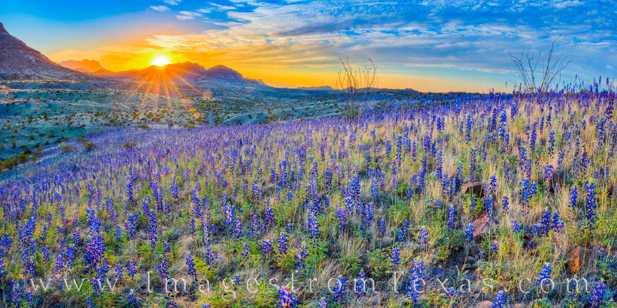 Bluebonnets fill the slopes and valleys southwest of the Chisos Mountains in Big Bend National Park. This panorama was taken...