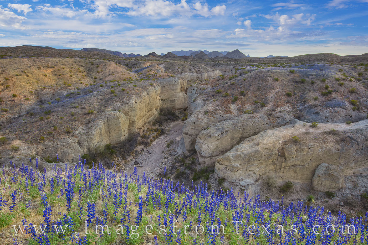 Clinging to the edge of a steep and deep cliff along the walls of Tuff Canyon, these bluebonnets add color to a remarkable landscape...
