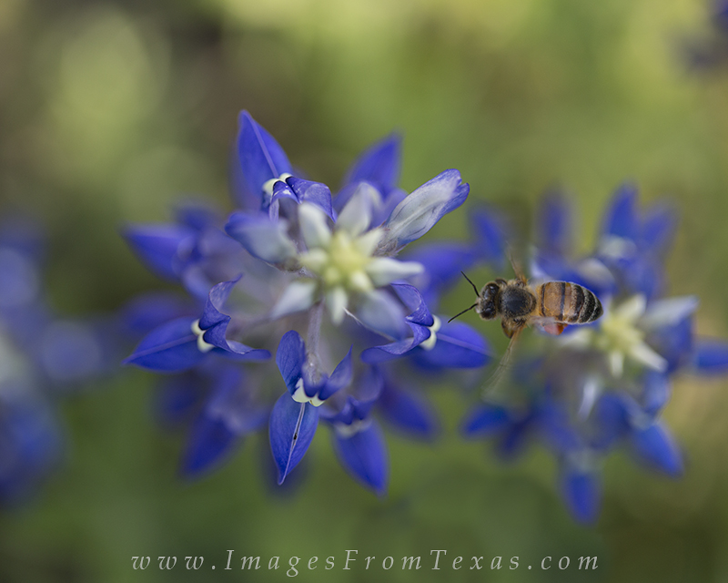 This busy bee is engaged with the bluebonnet (and fortunately not me) as the little guy buzzed around my tripod while I patiently...