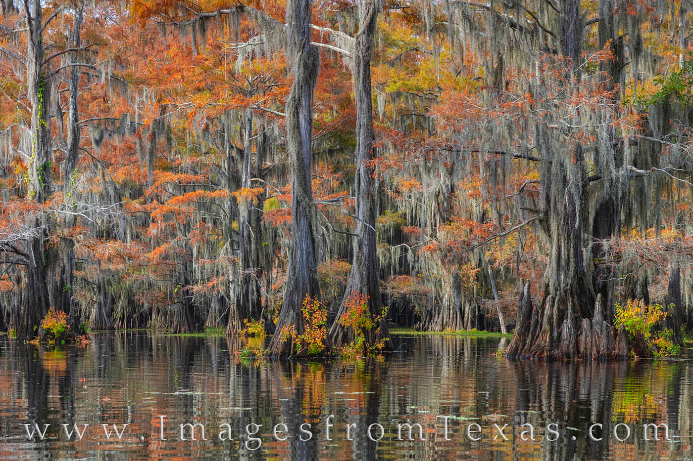 Orange leaves of cypress in the fall on Caddo Lake make for a beautiful scene on a cold November morning.
