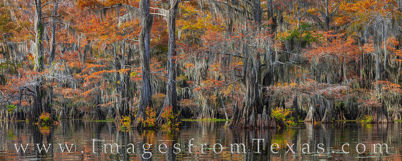 Fall colors of cypress in November are seen in this panorama from Caddo Lake in east Texas.