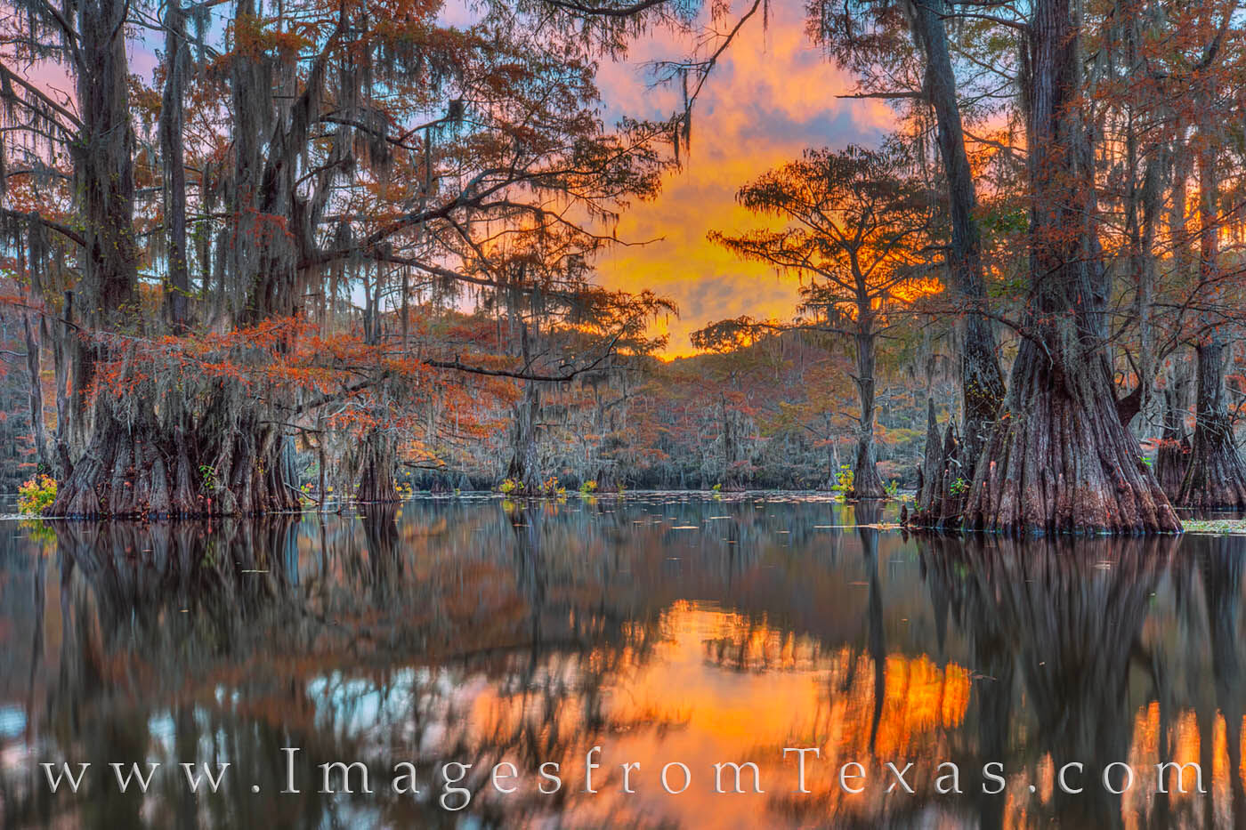 A beautiful sunrise lit up the sky over these old cypress trees on a cool Autumn morning. Fall colors were on display across Caddo Lake.