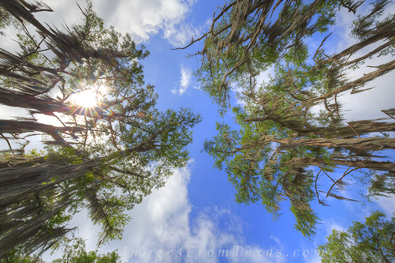 You might get dizzy if you look up from the boat. This image from Caddo Lake does just that - looks up into the canopy of cypress...