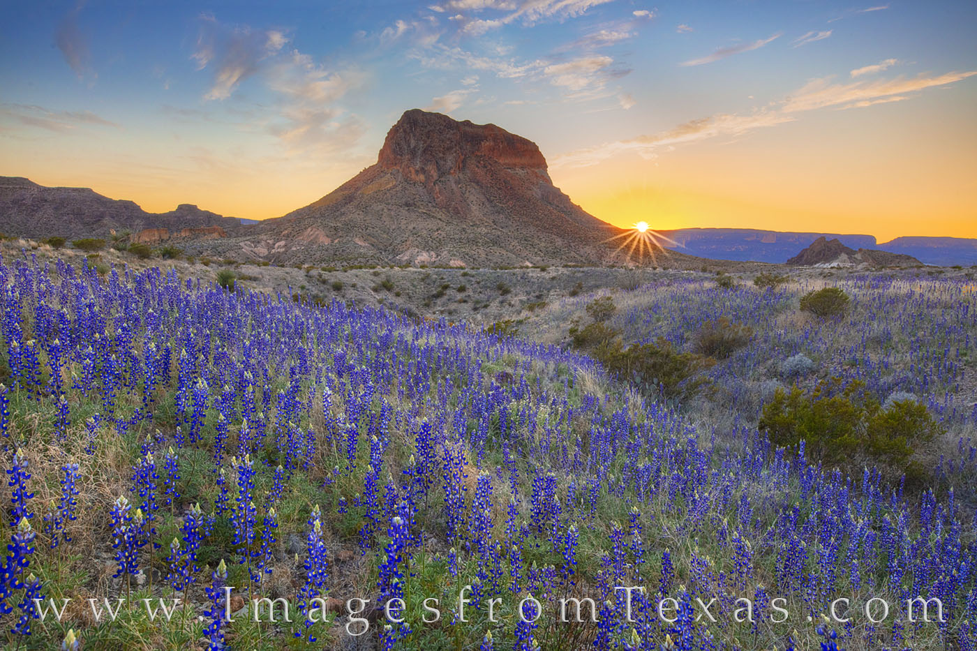 On a warm February evening in Big Bend National Park, a wash of bluebonnets sits in the shadow of Cerro Castellan. In the distance...