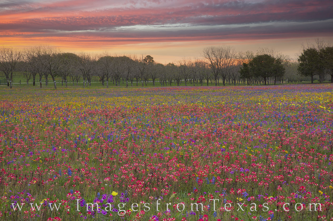 Along Church Road near New Berlin, Texas, this field of wildflowers added color to the spring landscape. Overhead, the low clouds...