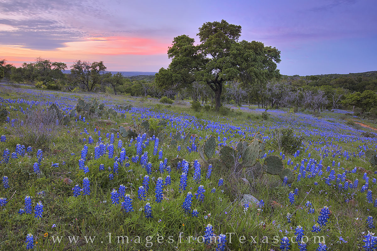 This bluebonnet photograph was the last image taken on this quiet evening in the Hill Country. This favorite Texas wildflower...