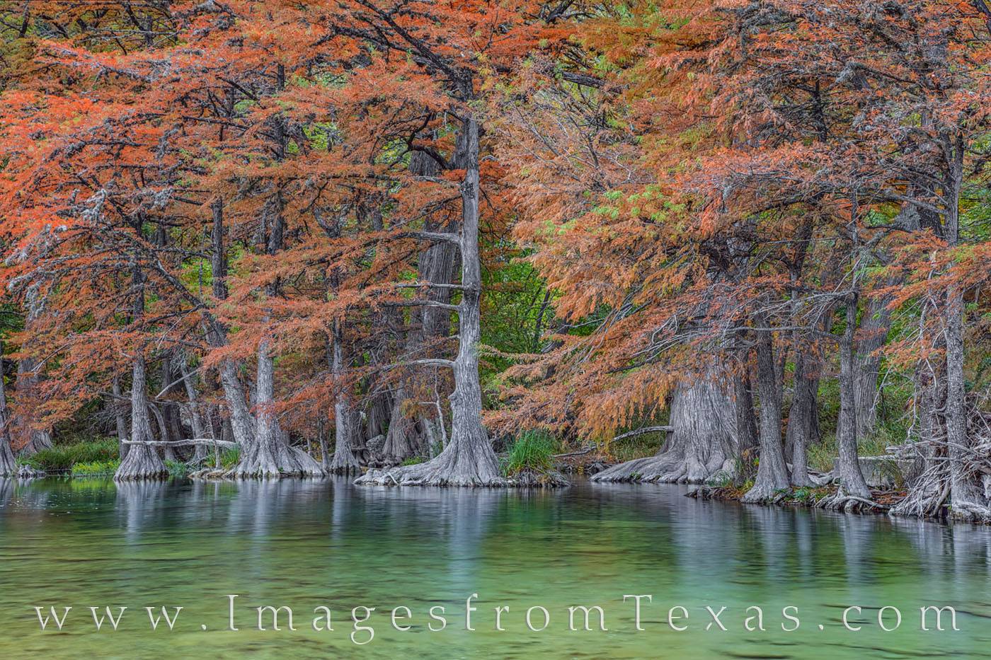 Fall colors of cypress show dark reds and oranges along the banks of the clear Frio River in Garner State Park on a cold November...