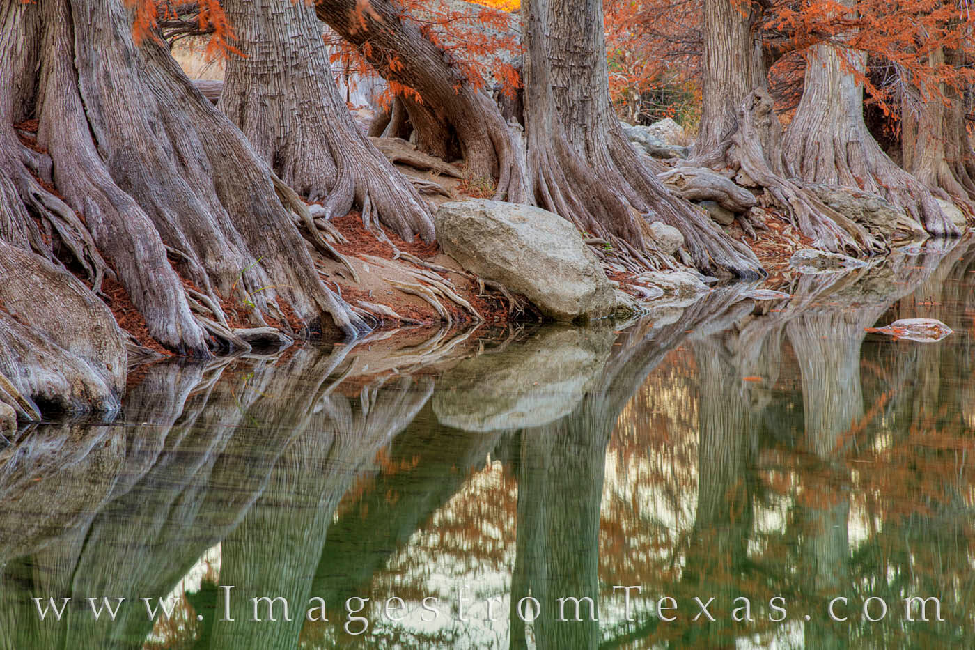 Cypress and their gnarled roots rest along the banks of the Pedernales River on a late Autumn evening.