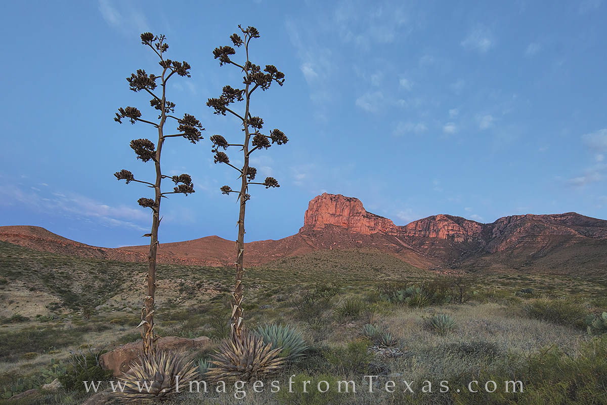 Agave have bloomed and withered in this image from remote Guadalupe Mountains National Park. In the distance, El Capitan rises...
