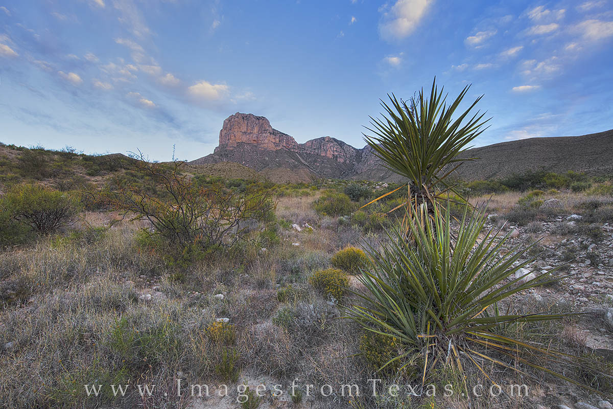 Yucca are found across this rugged landscape of Guadalupe Mountains National Park. This photograph shows the view along the El...