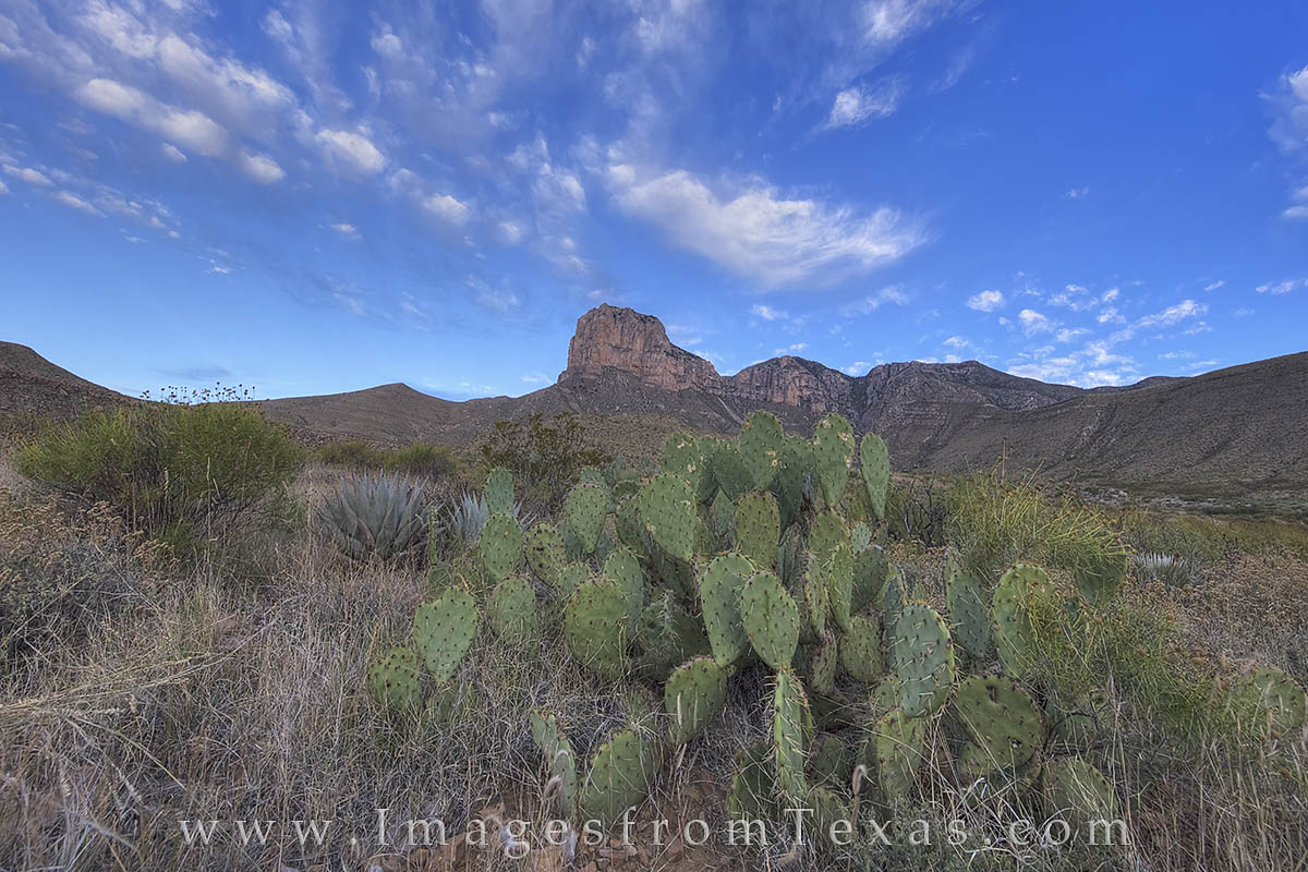 A large family of cacti sit in the shadow of El Capitan, the most well known summit in Guadalupe Mountains National Park.