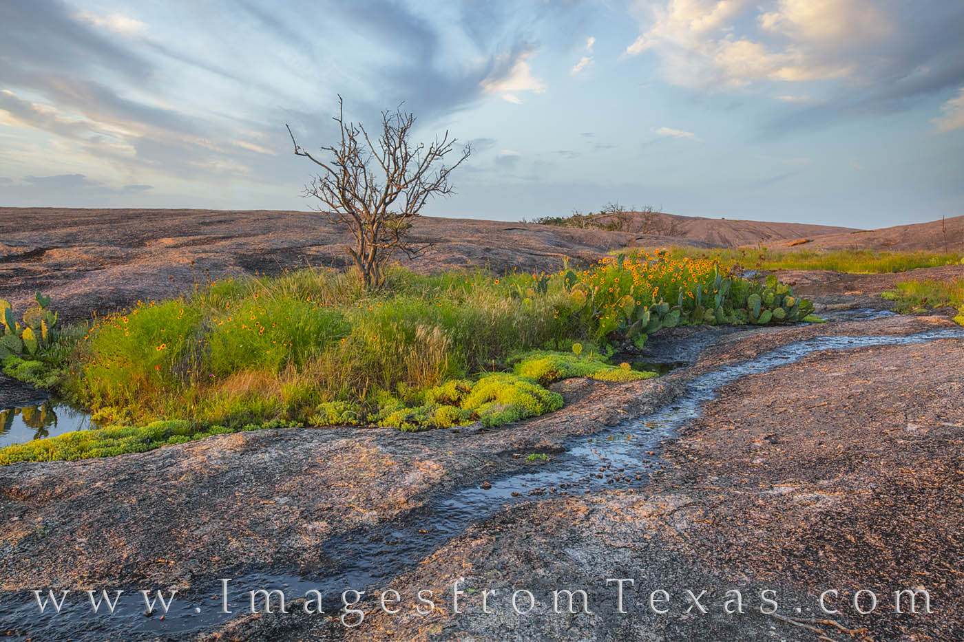 On a late spring day in the Texas Hill Country, wiildflowers bloom near a small oasis in Enchanted Rock State Natural area. .