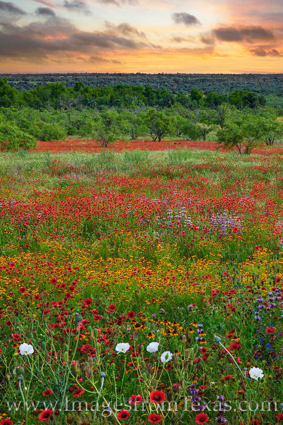 Low clouds move swiftly over the hill county as the last of the sunlight shines over a field of colorful wildflowers, including...
