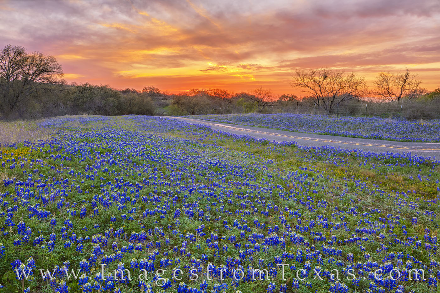On a lonely stretch of road between Llano and Castel, bluebonnets filled in the roadsides and ditches on a cool late March sunset...