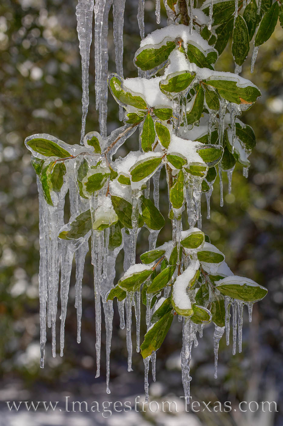 From the Snowpocalypse of February, 2021, ice hangs on the leaves and branches of a frozen tree in the hill Country.