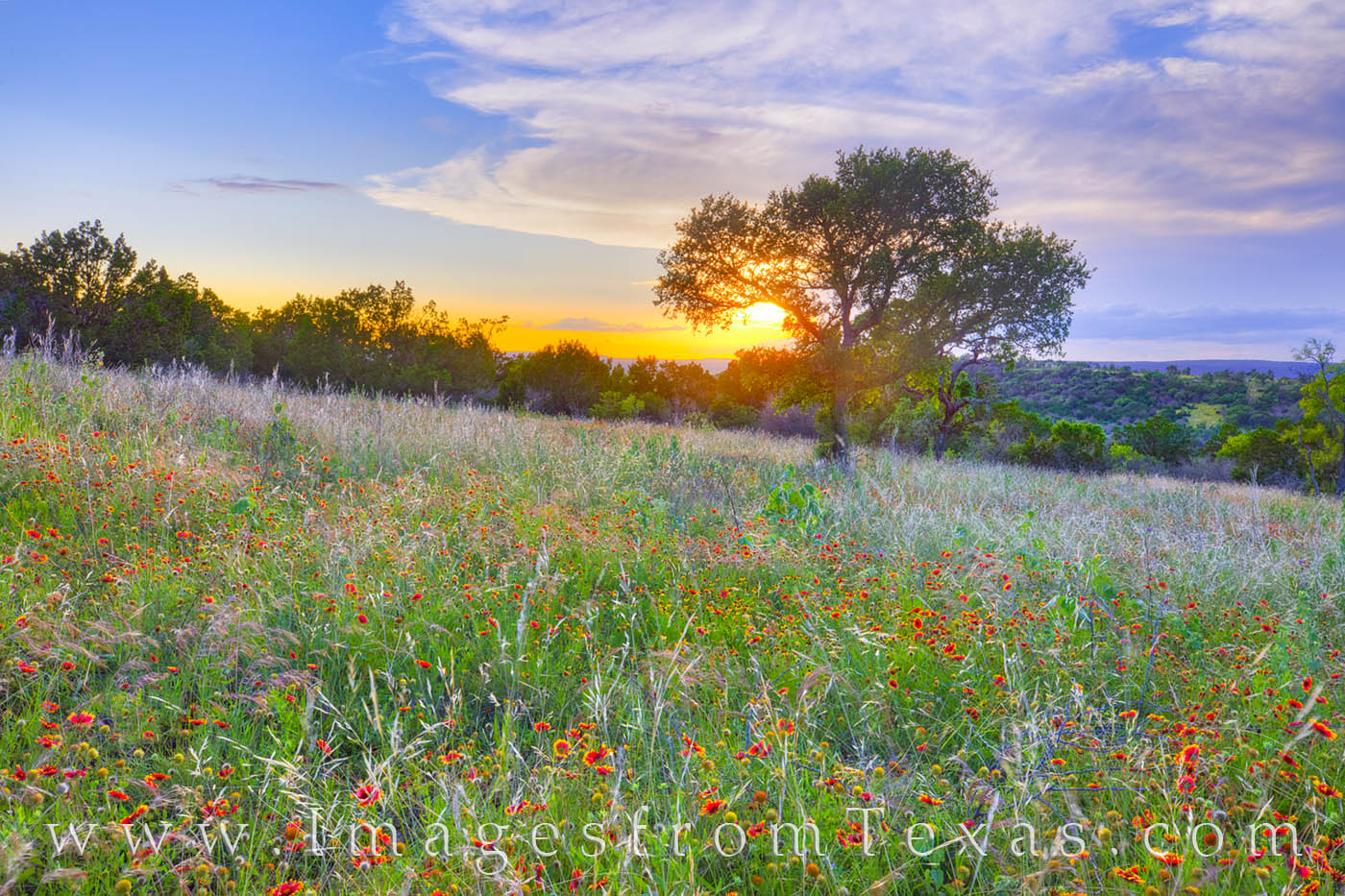 North of Marble Falls, a small field of red Indian Blankets adds color to a lush, green landscape on a late May evening. Taken...