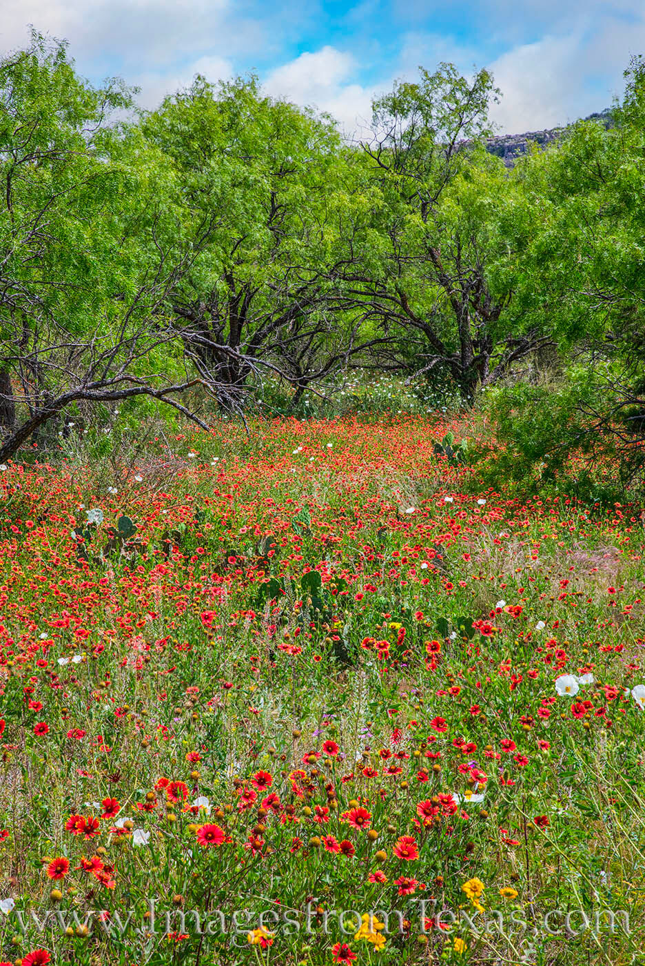 A small patch of red Firewheels (Indian Blankets) add color to a field near Llano in early May.