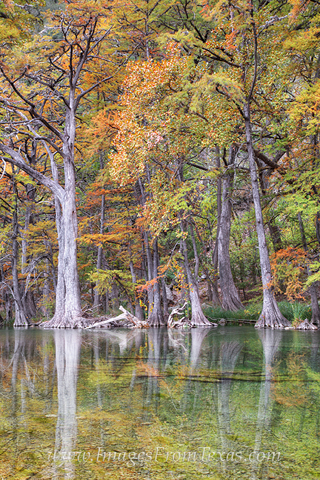 From Garner State Park in the Hill Country of Texas, these cypress grow along the banks of the Frio River. While shooting fall...