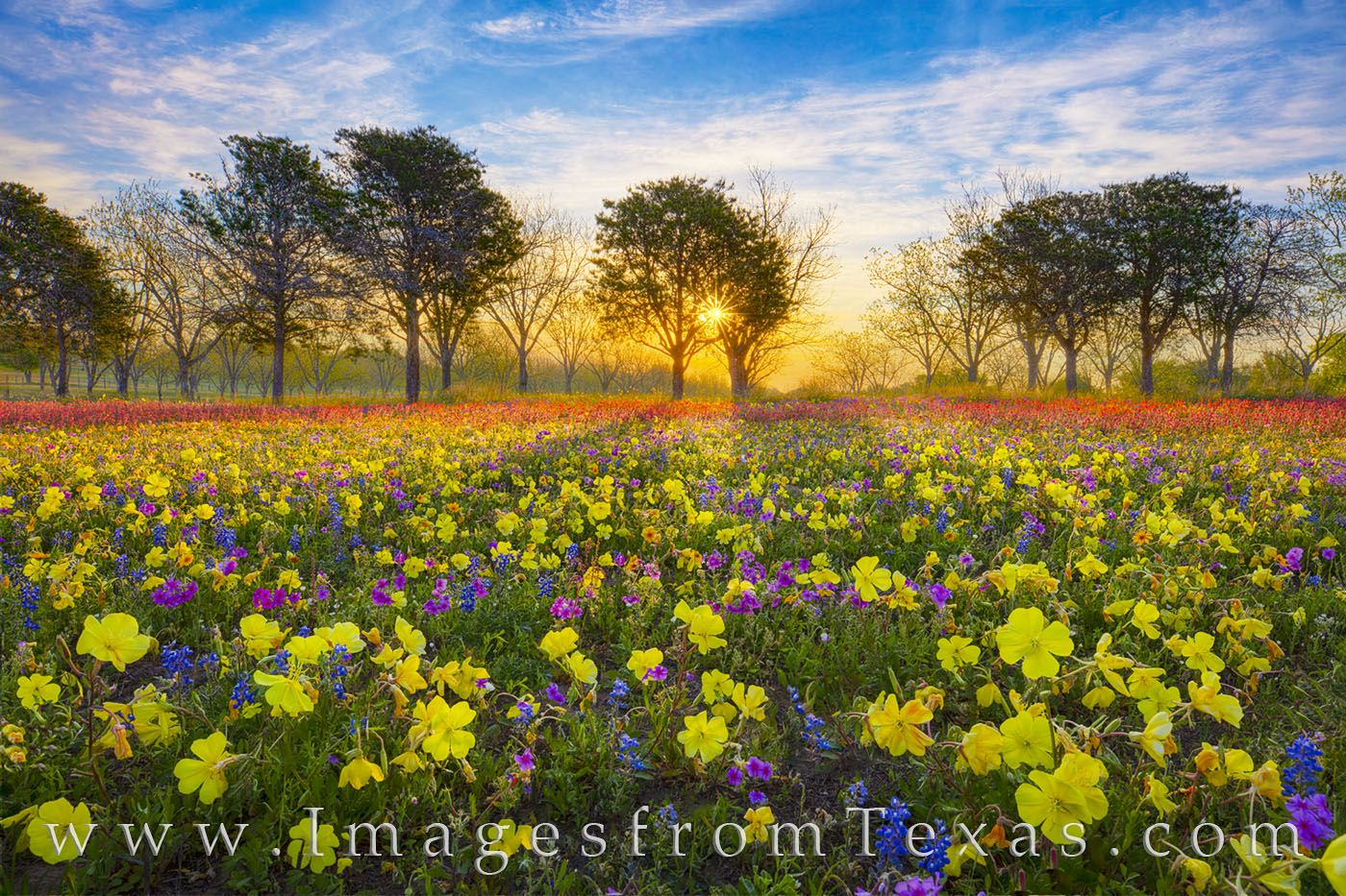 Missouri primrose, also known as yellow buttercups, painted gold across this little patch of country near New Berlin, Texas....