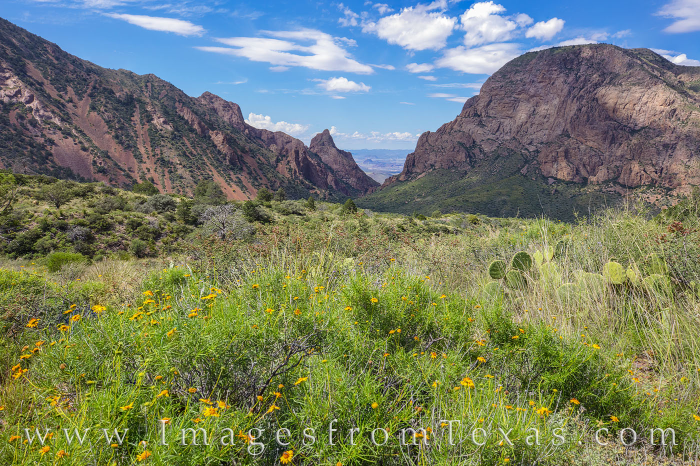 Just outside the Chisos Lodge in Big Bend National Park, golden wildflowers of October added color to the rugged landscape of...