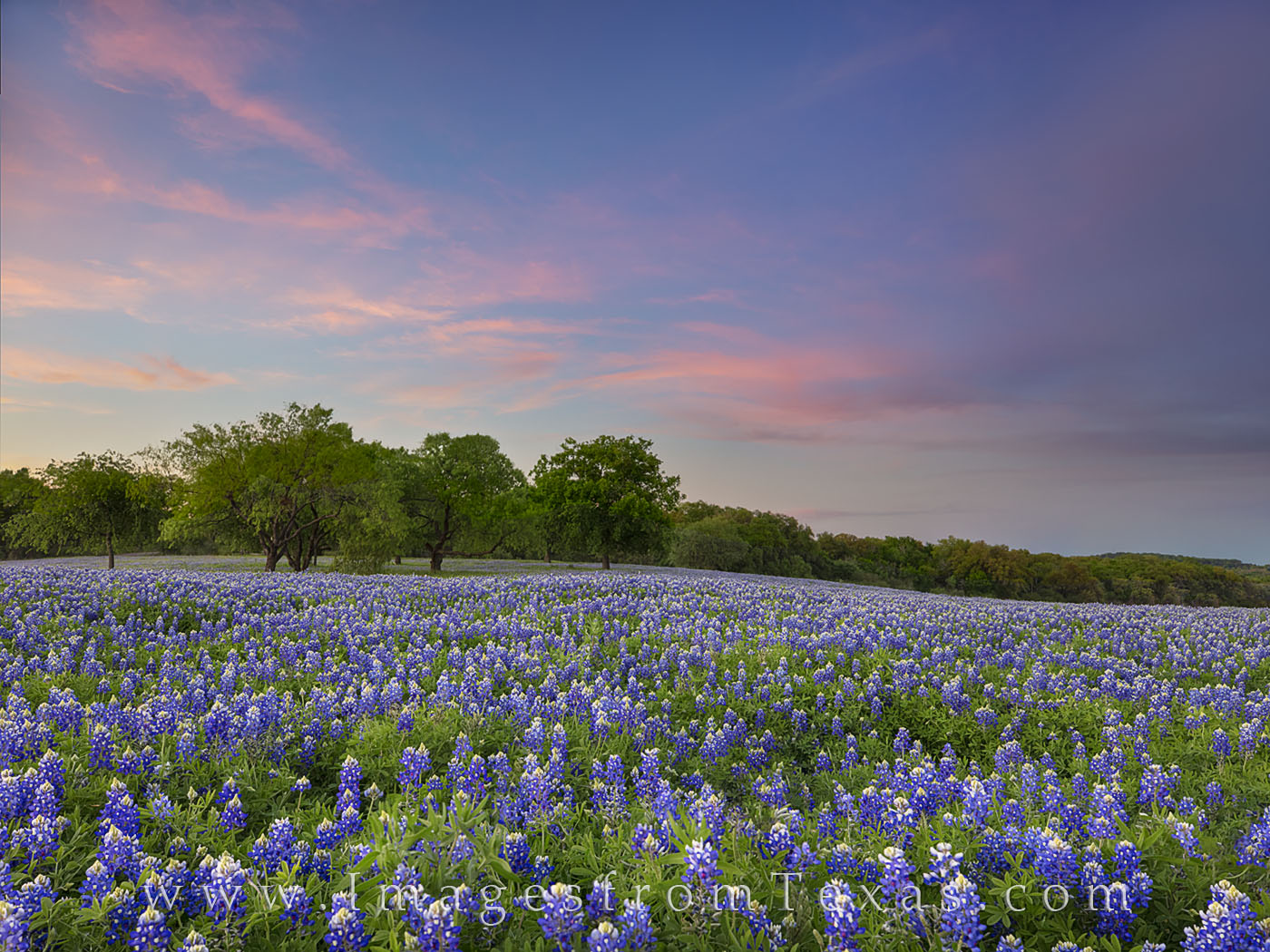 Beautiful Texas bluebonnets fill the rolling landscape in the shores surrounding Horseshoe Bend on the edge of the Texas Hill...