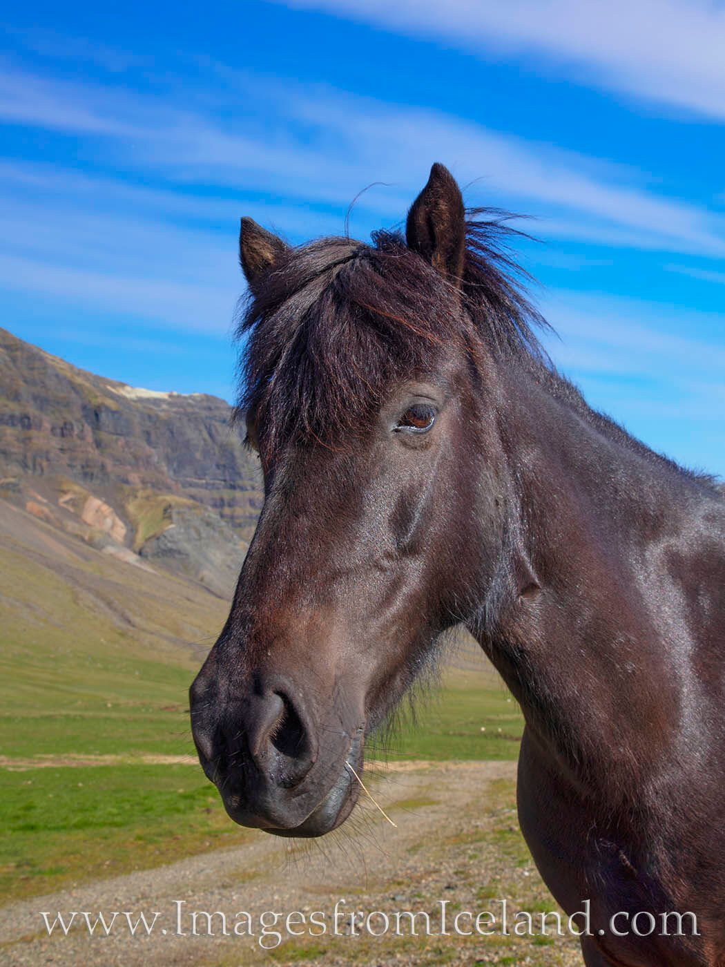Icelandic horses are purebreds, and have not been mixed with any other breeds for a thousand years. These docile, curious horses...