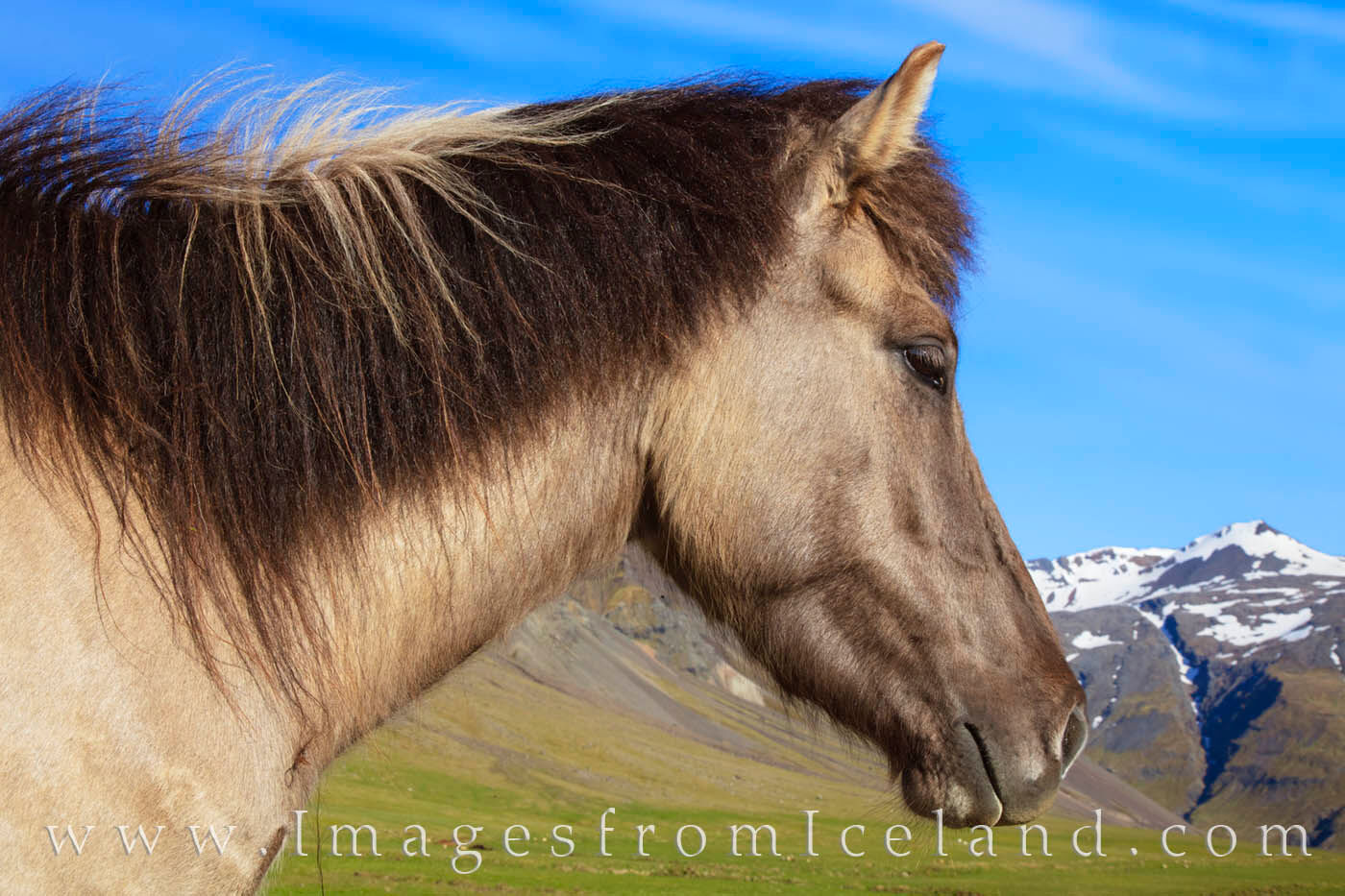 On a cool summer morning in west Iceland near the village of Grundarfjörður, an Icelandic horse enjoys the morning light (...