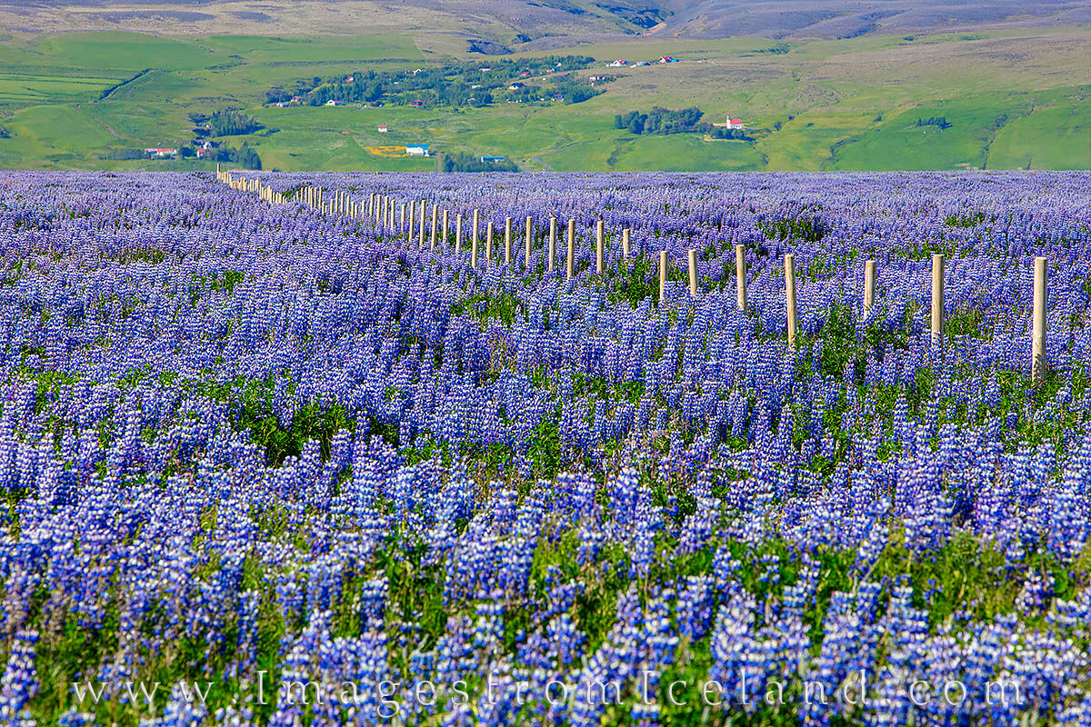 Lupine in Iceland bloom in early summer. Along a dirt road in south Iceland,  these lupine stretched along both sides of the...
