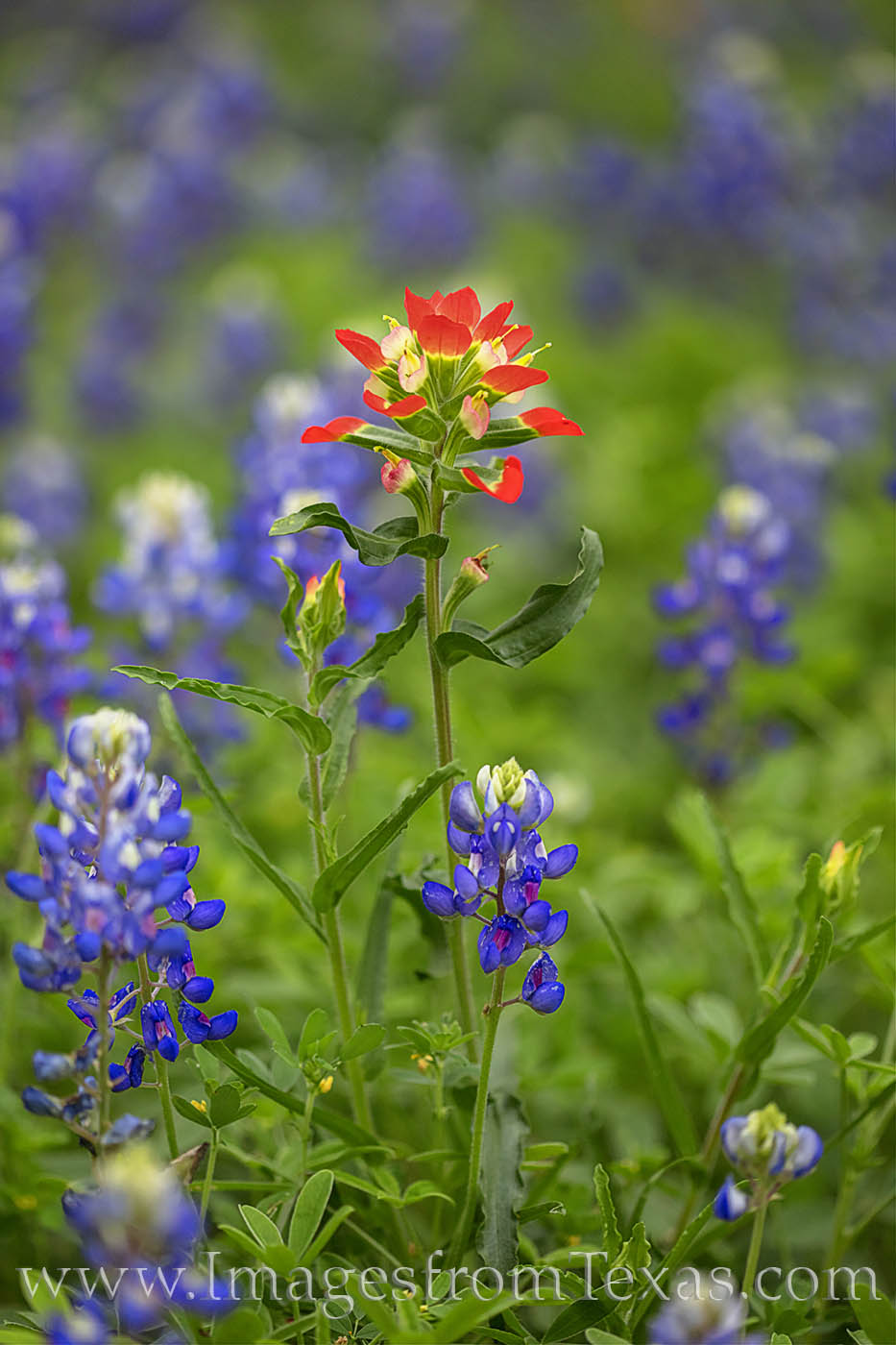 An Indian Paintbrush rises among a patch of Hill Country bluebonnets on a warm spring afternoon.