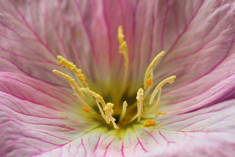 This Texas wildflower images is a macro photograph of a Showy Primrose. I wanted to show the details of the pink, white, and...