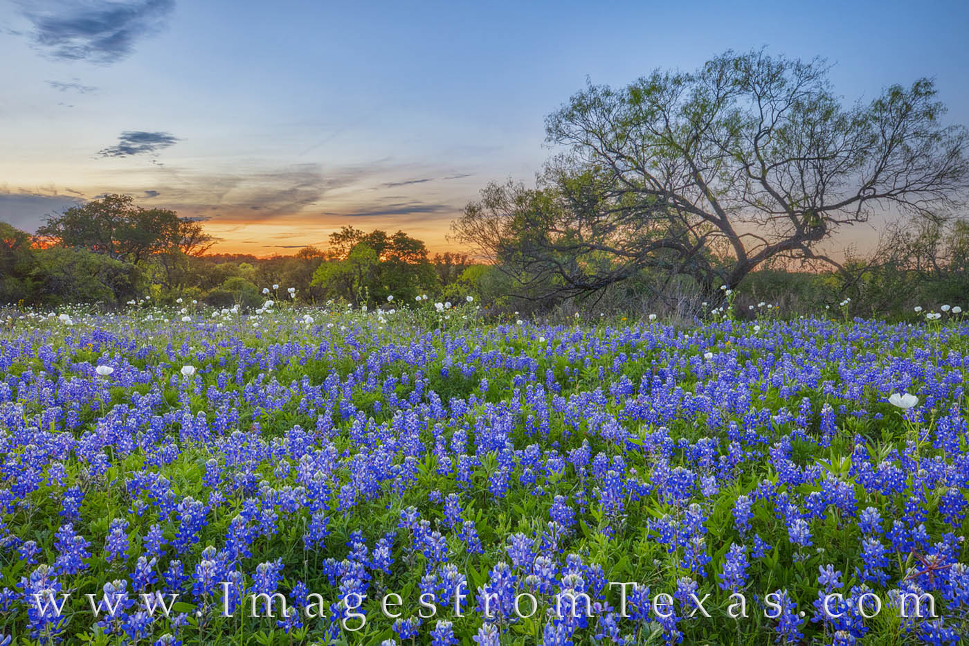 The last light of a beautiful sunset begins to fade over a field of bluebonnets. This wildflower photograph was taken along a...