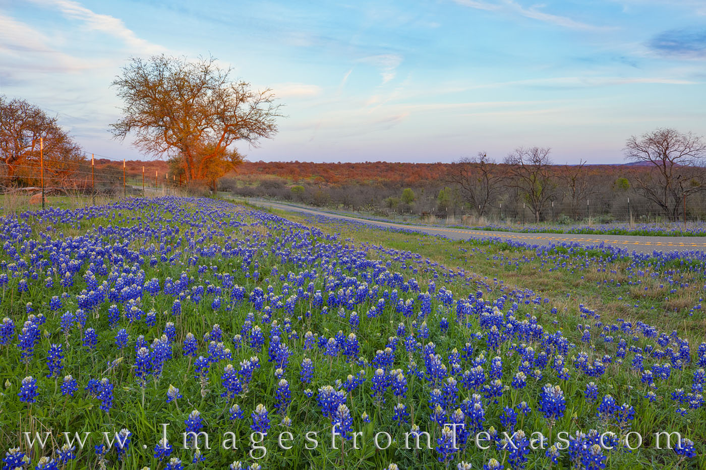 On a wandering path in the Texas HIll Country between Llano and Mason, bluebonnets filled the roadside on farm to market road...