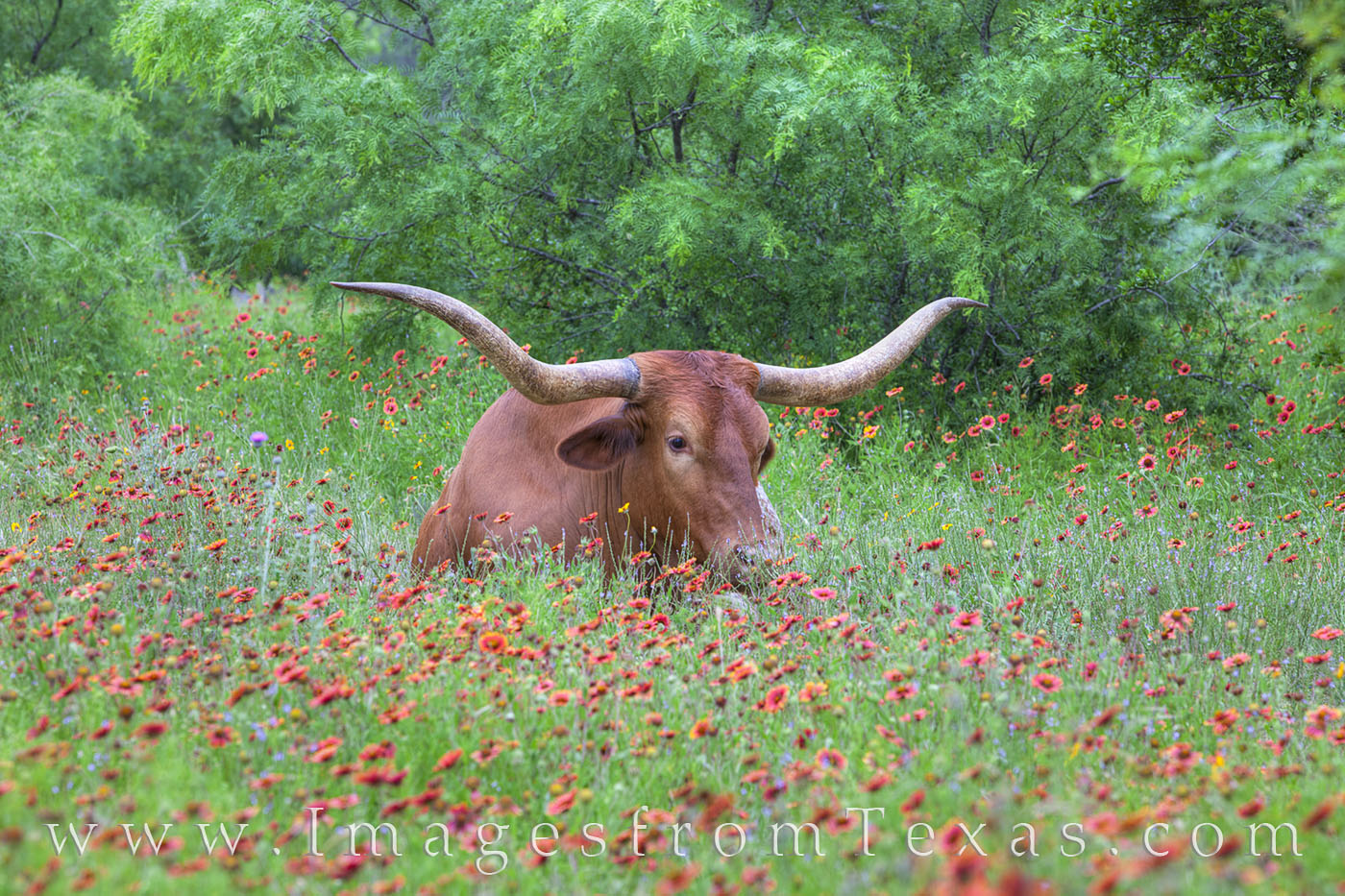 A Texas longhorn enjoys a morning rest in a field of firewheels, on of Texas' prettiest red wildflowers.