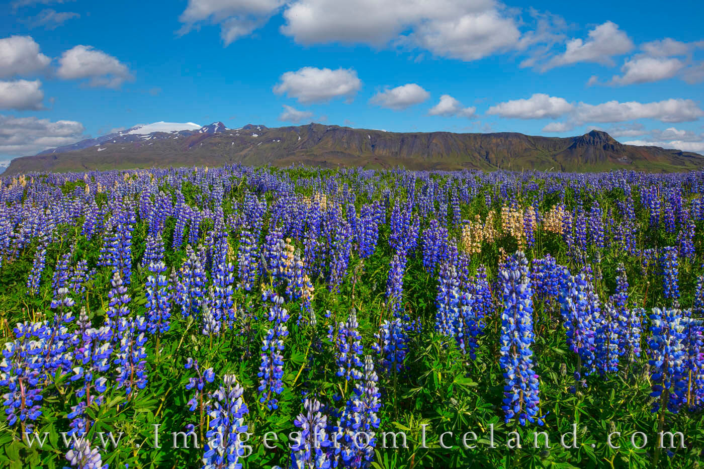 Lupine in Iceland fill a field along a dirt road not far from Hvolsvöllur in south Iceland. Scenes like this are common in June...