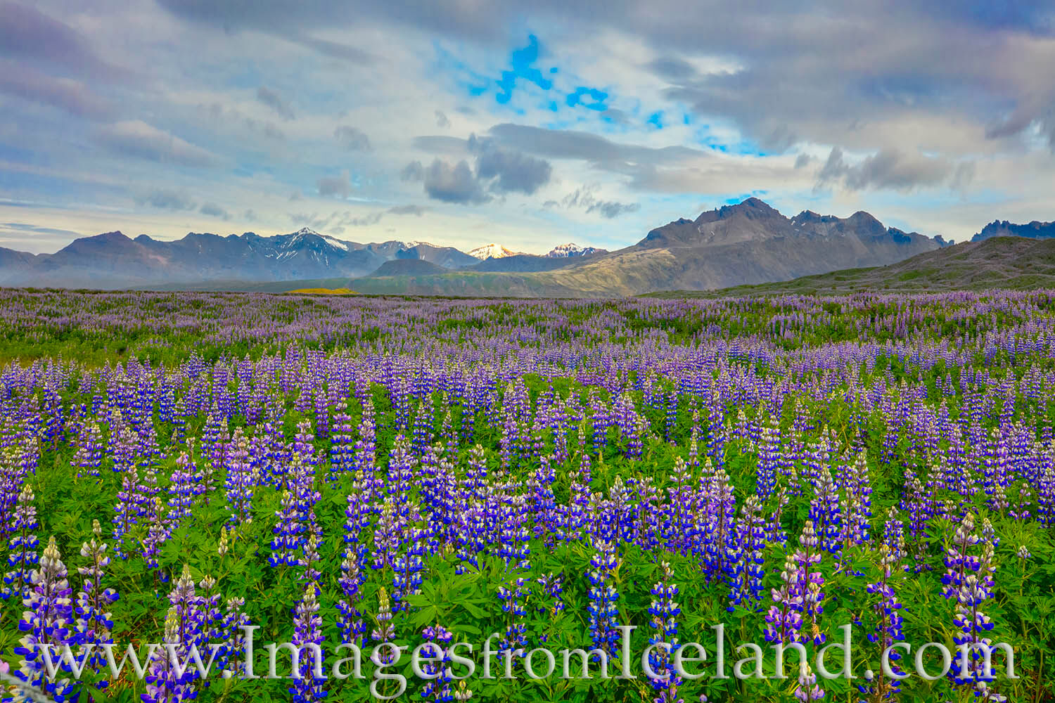 Along the south coast of Iceland, lupine bloom in late June and July. This photograph was taken just off the ring road on a summer...