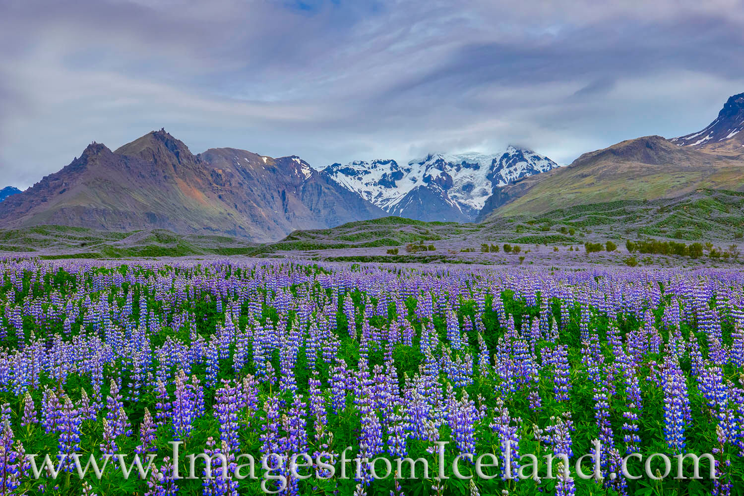 Lupine sit motionless on a cool morning along the south coast in Iceland. The clouds made for an interesting background, both...