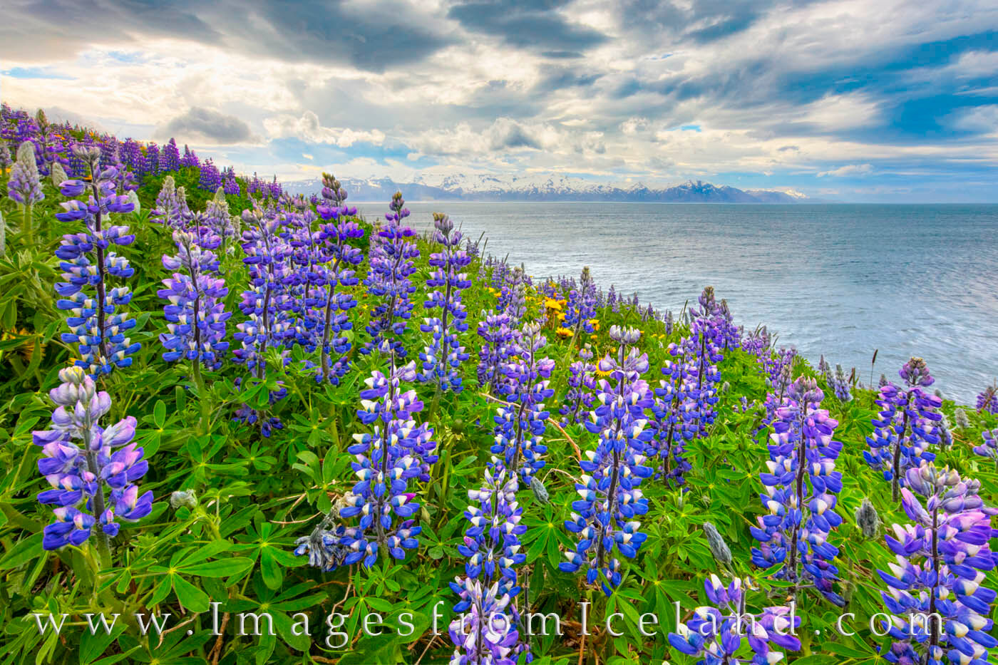 On a cold June afternoon, nootka (also known as lupine) overlook Skjálfandi Bay near Husavik, Iceland. The self-proclaimed "...