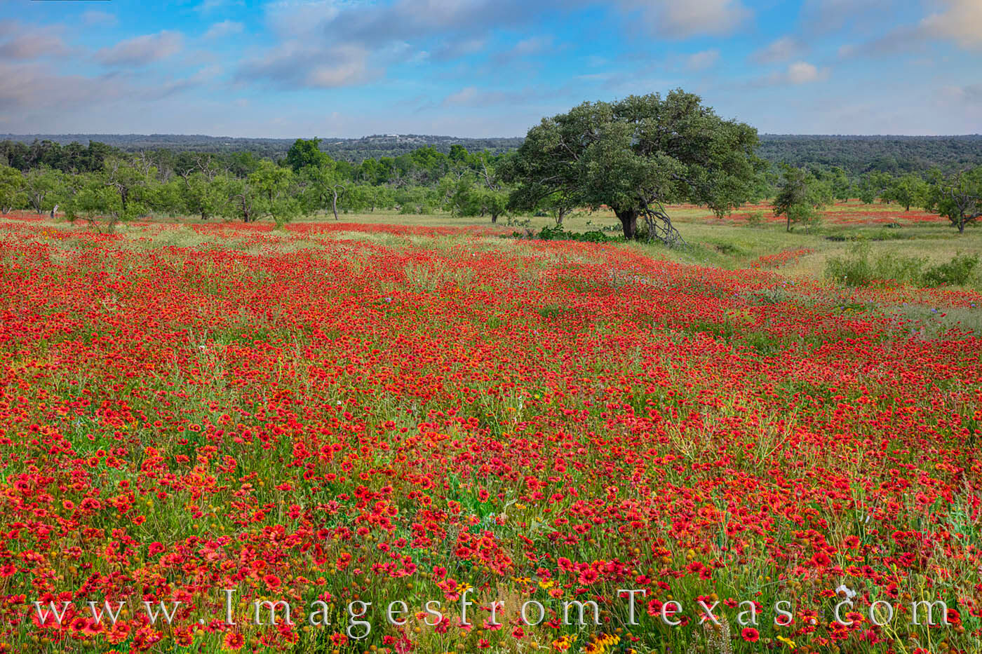 A field of red wildflowers tumbles across the hills and into the distance on a late Spring afternoon.