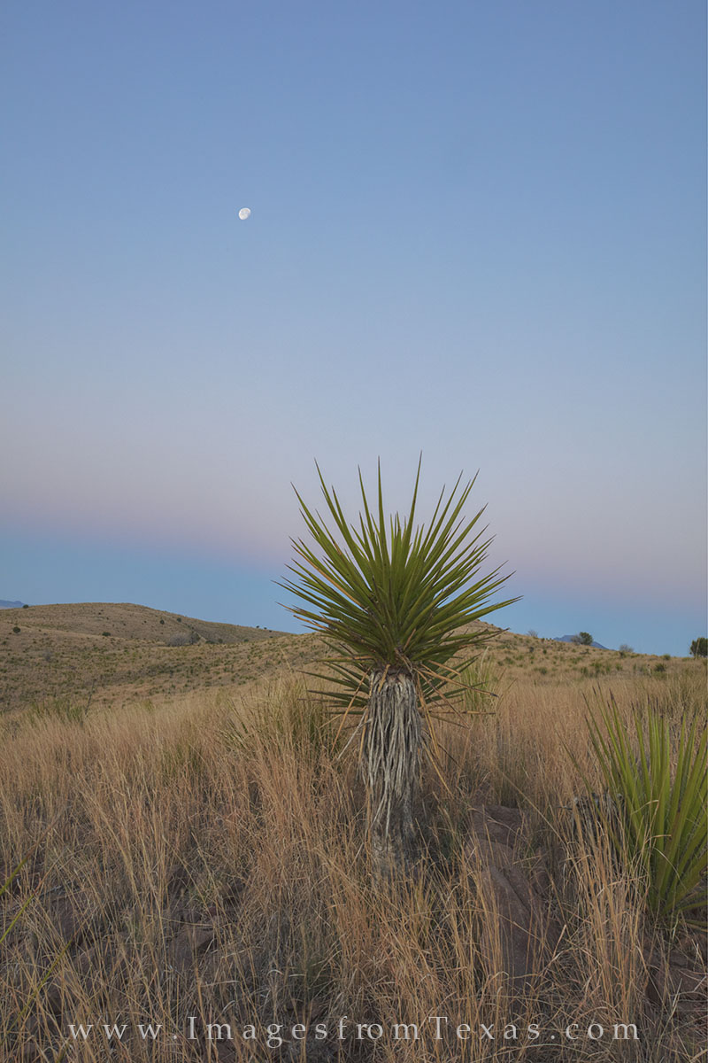 A nearly full moon slides west just after sunrise. Taken in Davis Mountains State Park, this image shows a yucca along the Skyline...