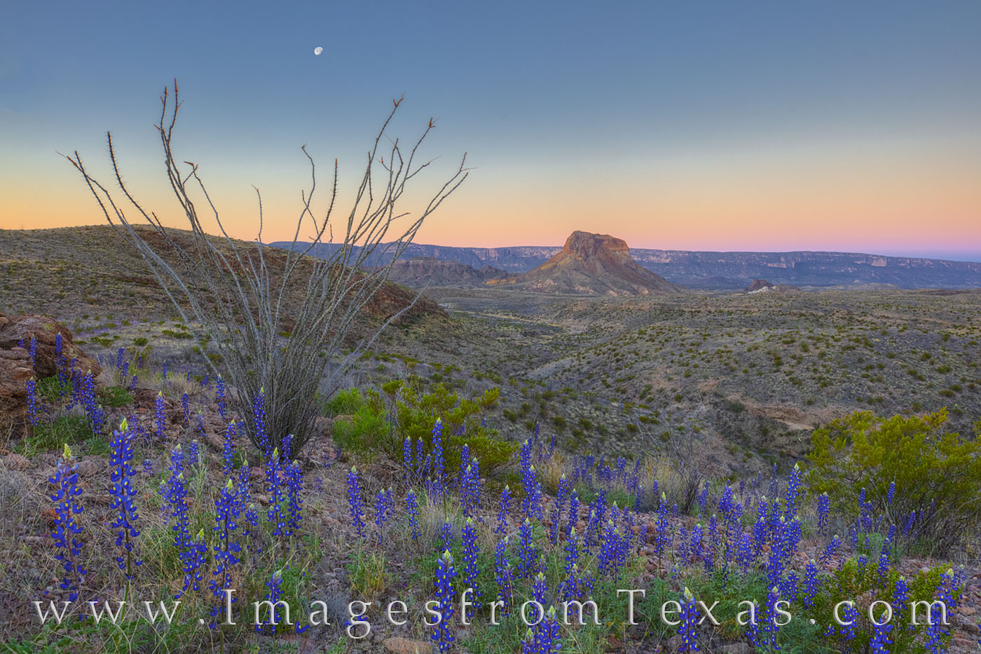 bluebonnets, big bend national park, cerro castellan, moon, moonset, chisos mountains, west river road, ross maxwell, west texas, sunrise