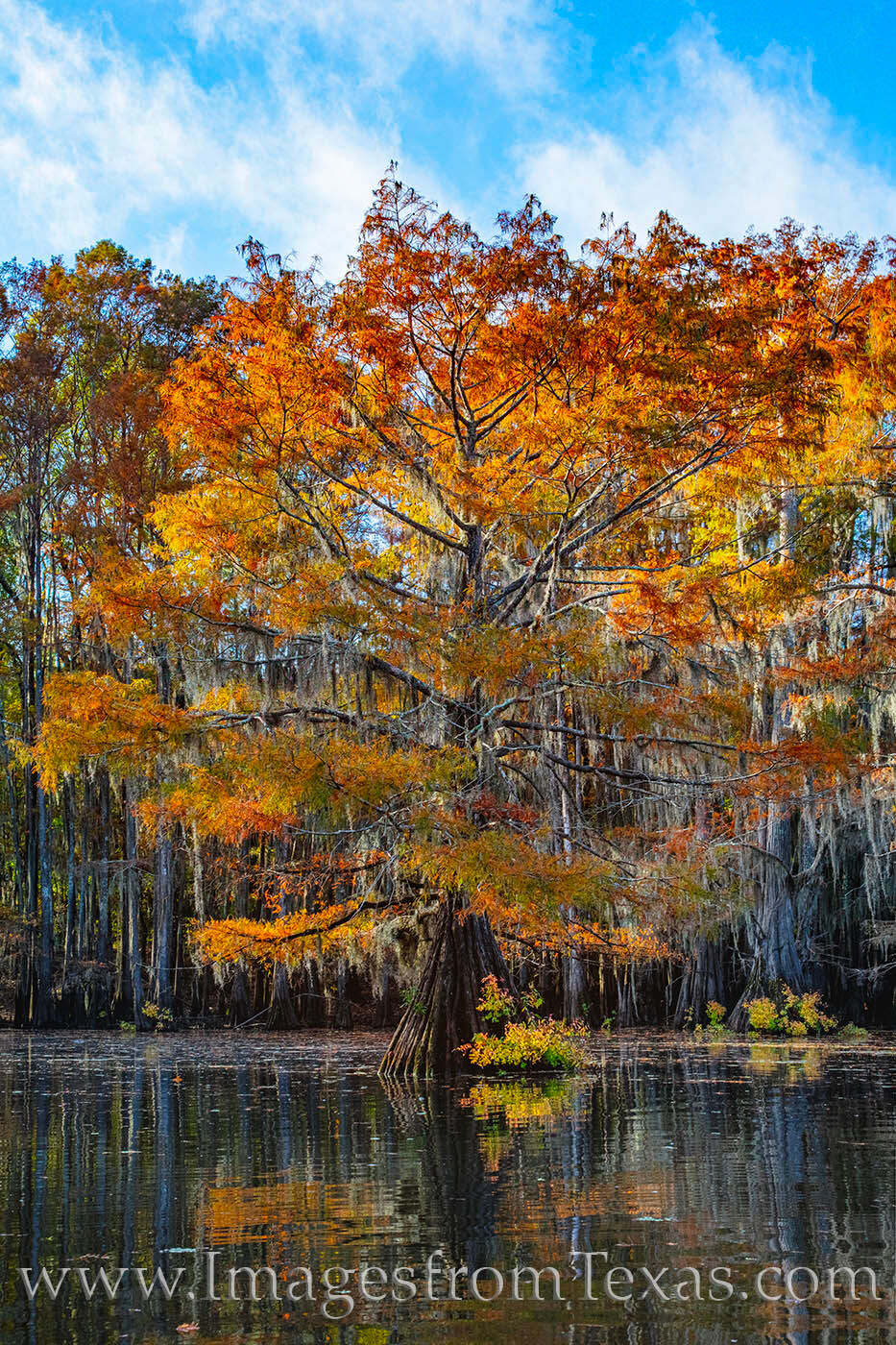 Cypress trees glow in the morning light at Caddo Lake on a Fall morning.