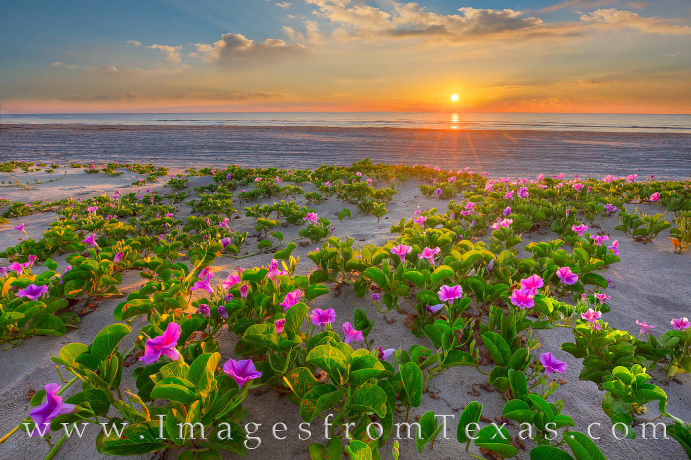 Morning Glories bloom in the early morning light on the beaches of South Padre Island.