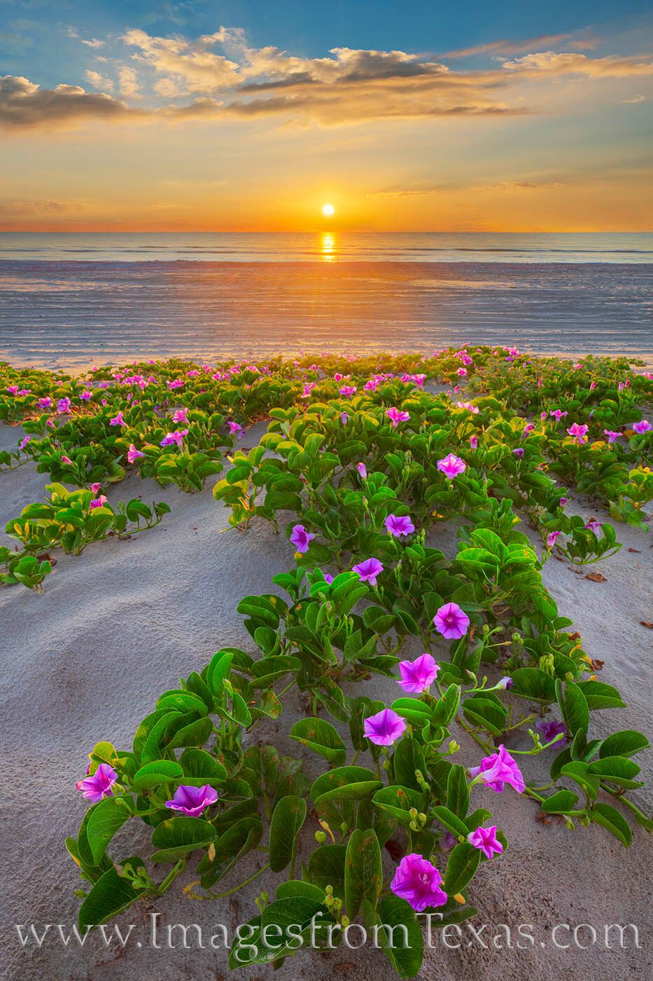 First light spread across Morning Glory wildflowers on South Padre Island.