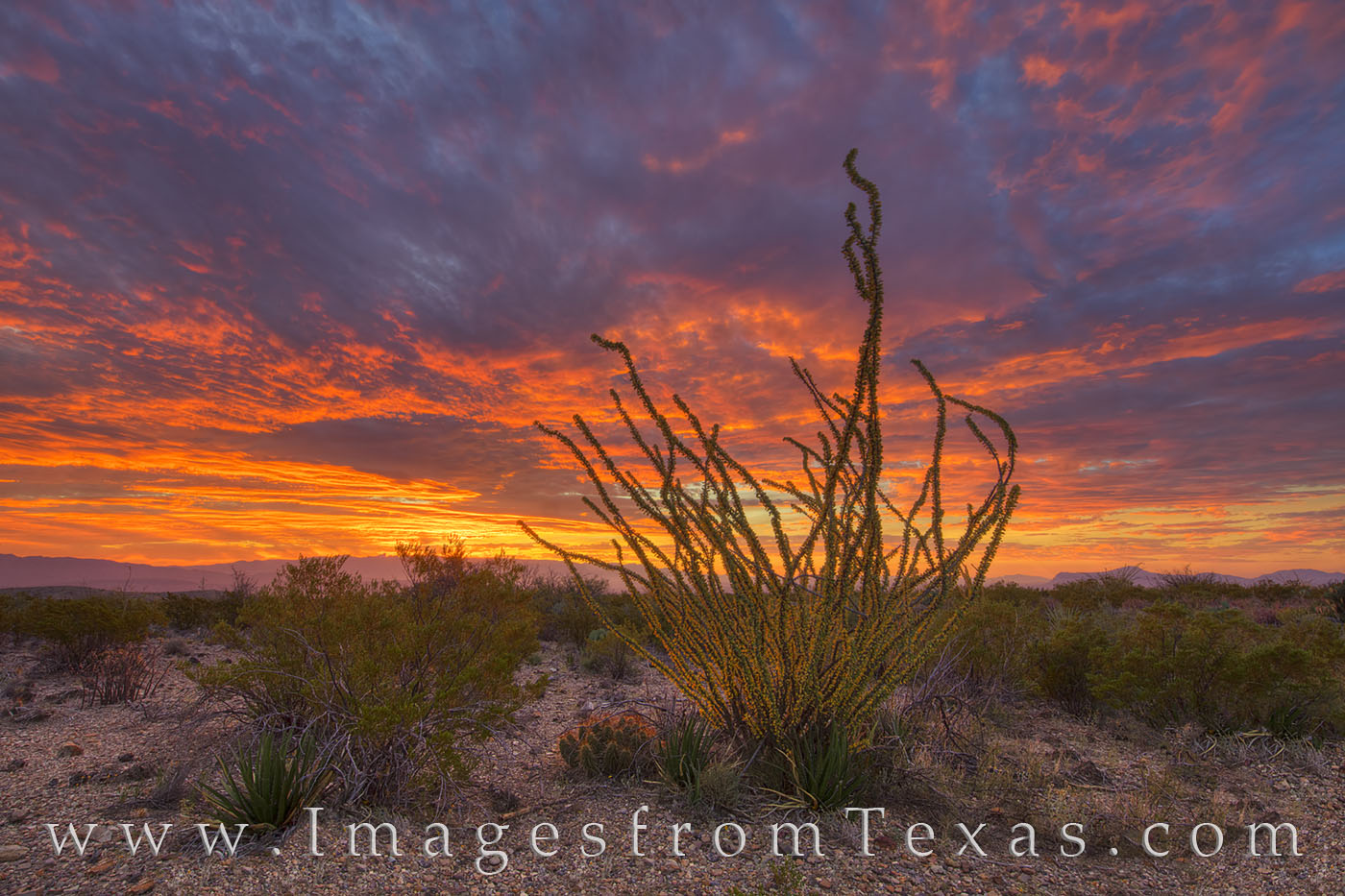 On a cool November morning in Big Bend National Park, the sky lights up in vivid oranges and blues. In the foreground, an Autumn...