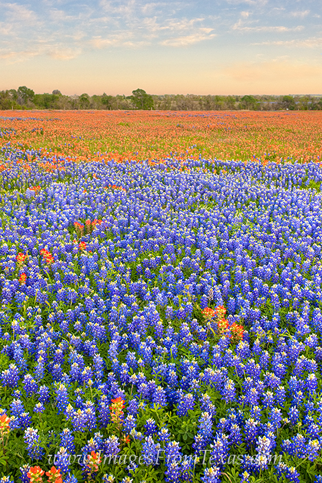 Bluebonnets and Indian Paintbrush fill pasture in this scene from a field near Whitehall, Texas. Bees buzzed all around and were...